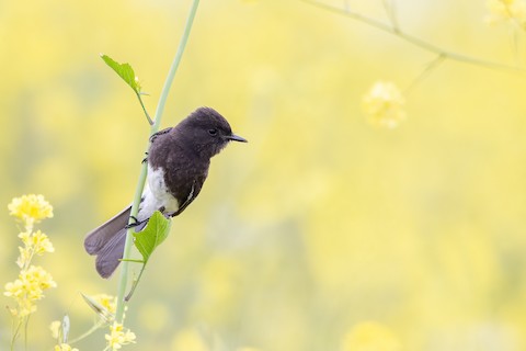 Black Phoebe - Joshua Joun