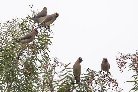 Cedar Waxwing - Joshua Joun