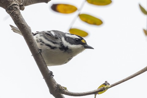 Black-throated Gray Warbler - Joshua Joun