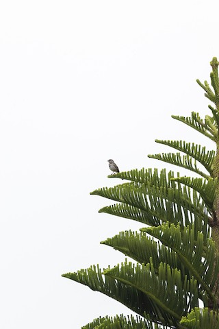 Song Sparrow - Joshua Joun