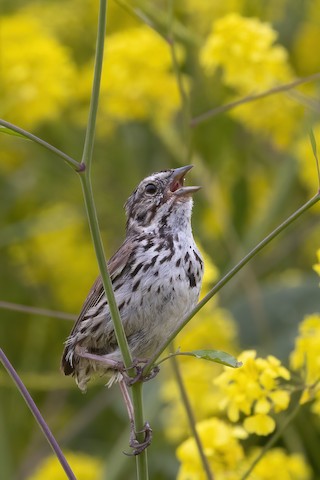 Song Sparrow - Joshua Joun