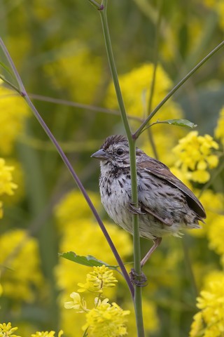 Song Sparrow - Joshua Joun