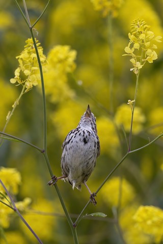 Song Sparrow - Joshua Joun