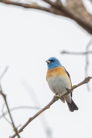 Lazuli Bunting - Joshua Joun