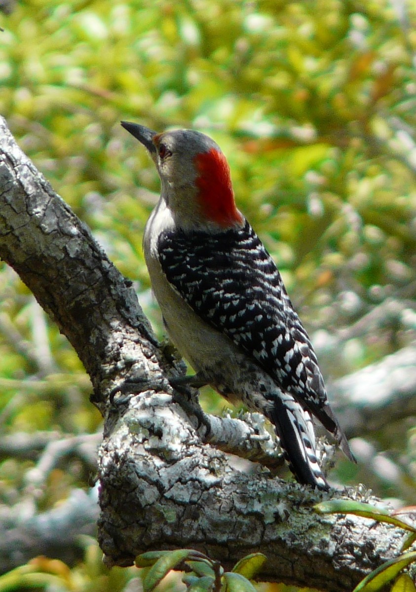 Red-bellied Woodpecker - ML564064311