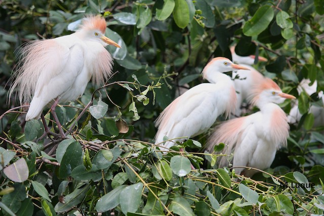 Western Cattle Egret Identification, All About Birds, Cornell Lab