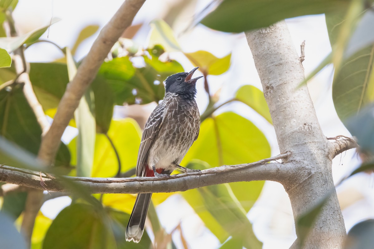 Red-vented Bulbul - ML564065411