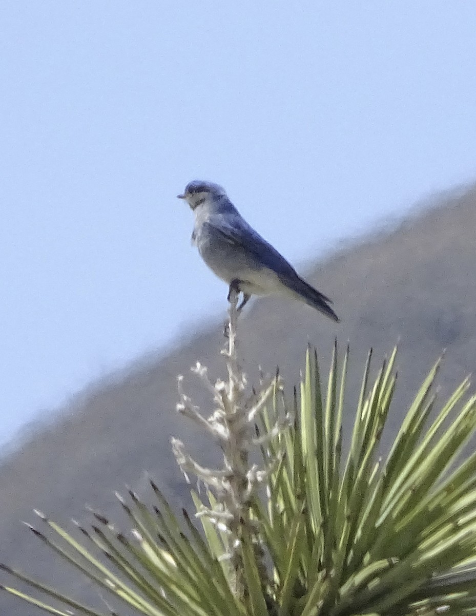 Mountain Bluebird - ML564066131