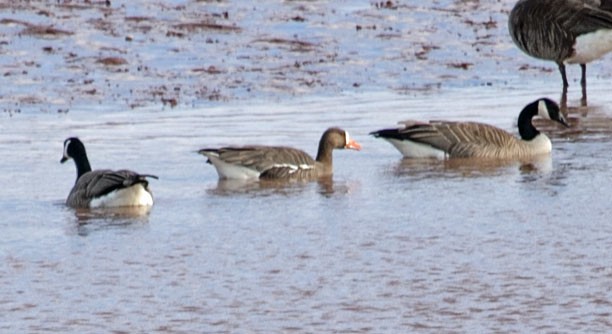 Greater White-fronted Goose (Greenland) - ML564070241