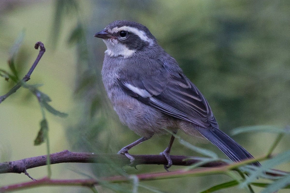 Ringed Warbling Finch - Roland Pfeiffer