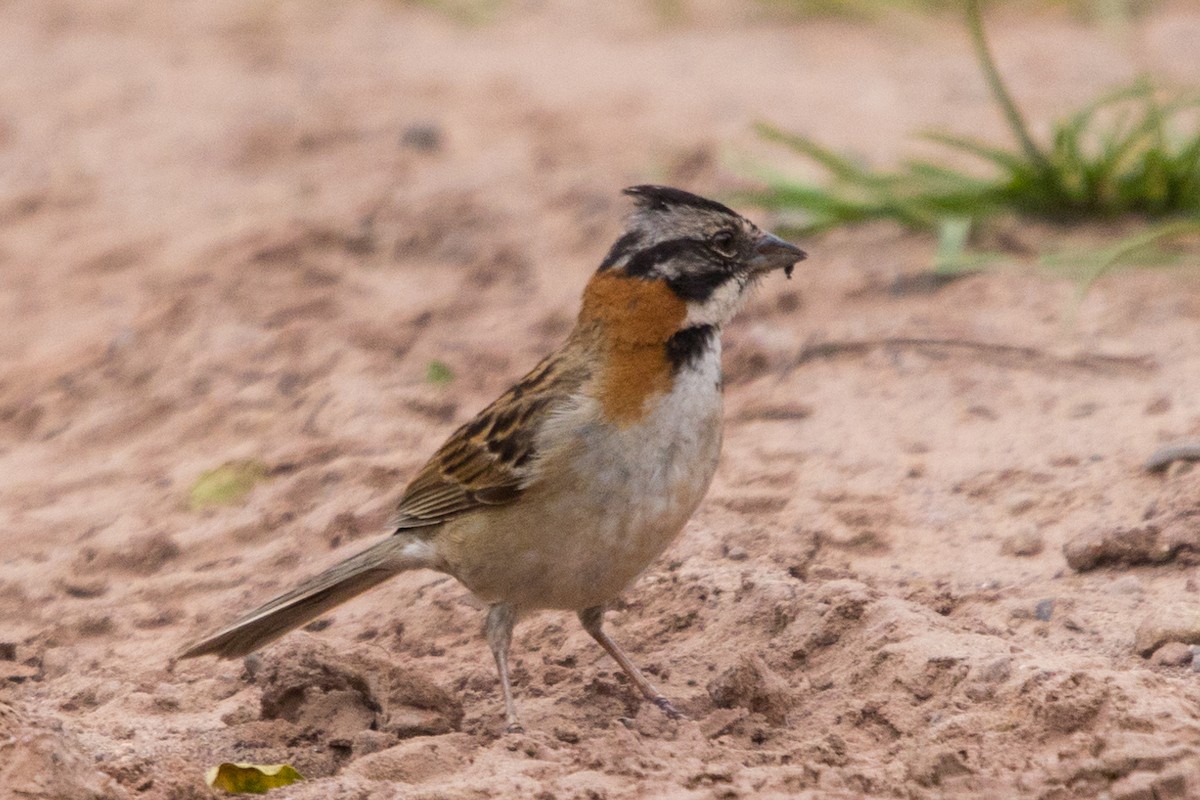 Rufous-collared Sparrow - Roland Pfeiffer