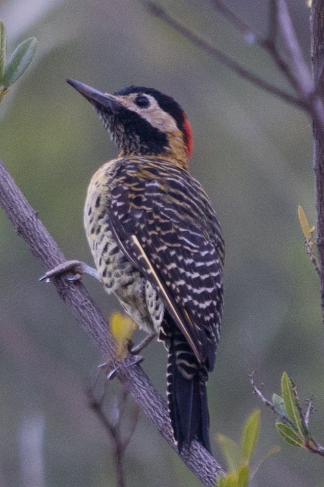 Green-barred Woodpecker - ML564077701
