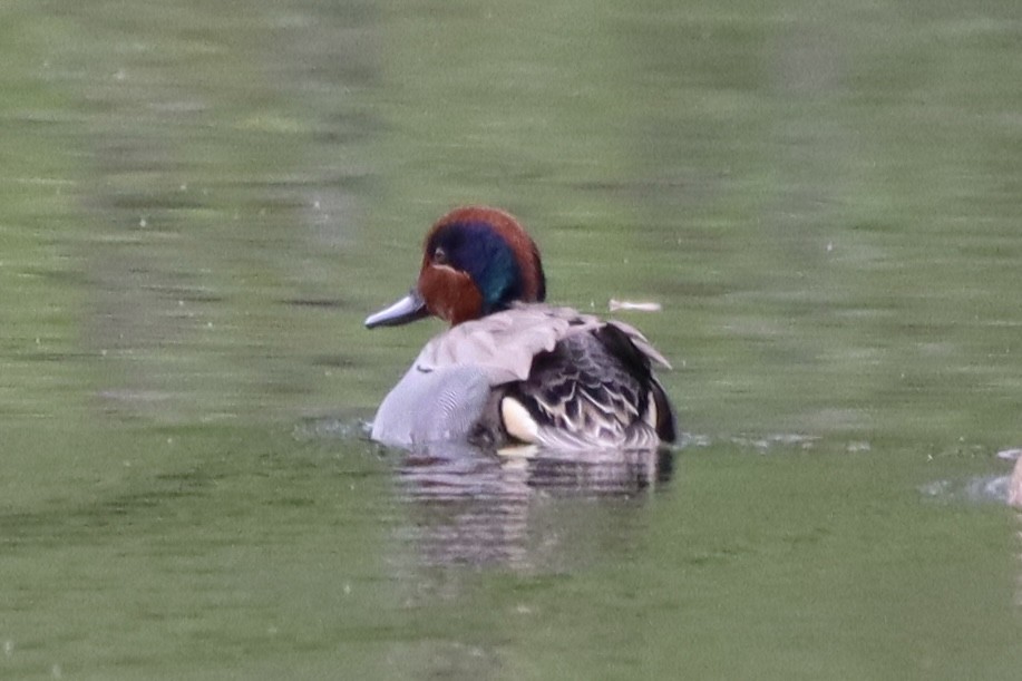 Green-winged Teal - ML564077871