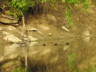 Wood Duck, ML564078771