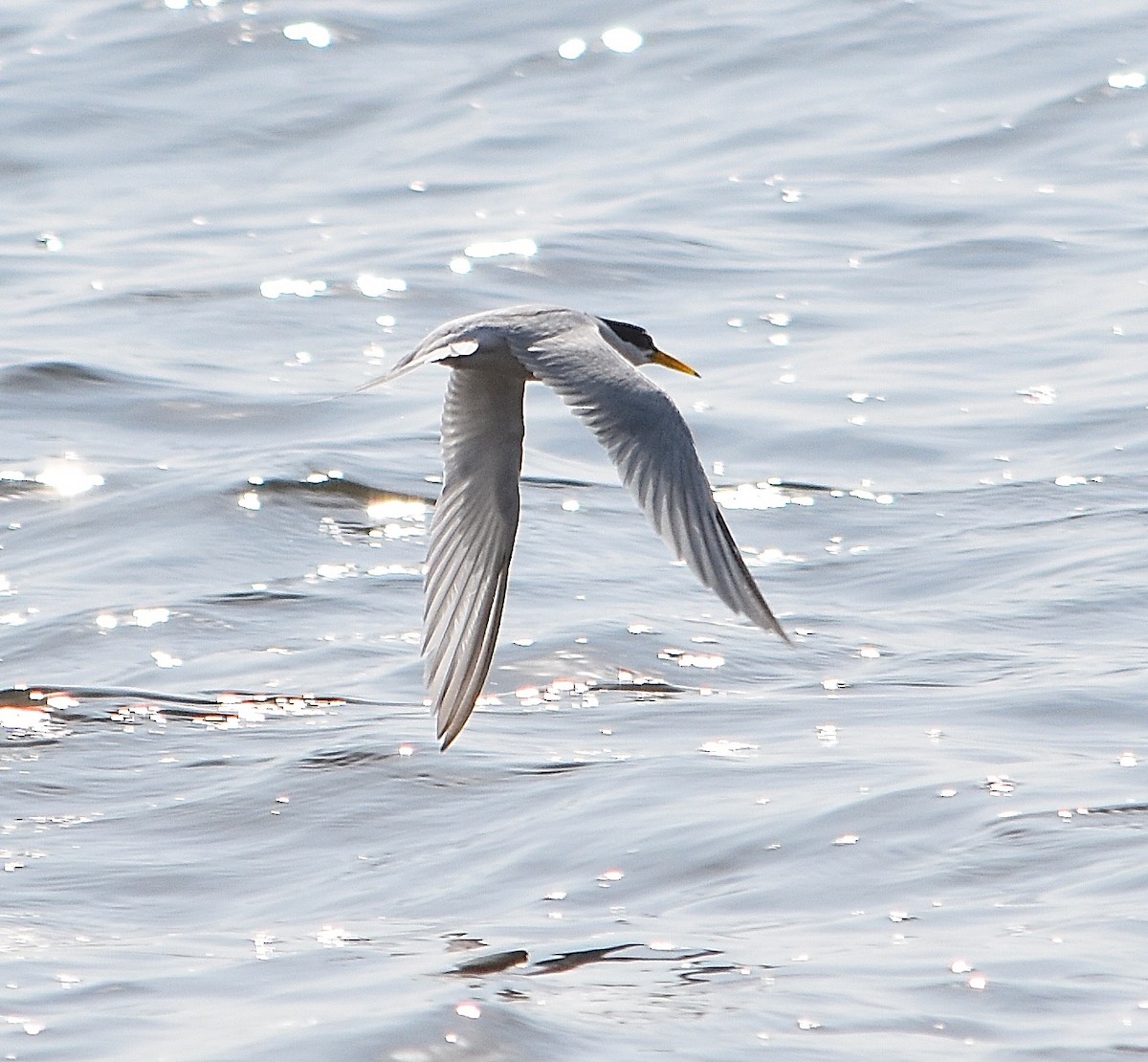 Forster's Tern - Michael Brower