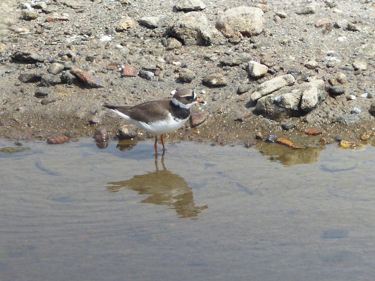Common Ringed Plover - ML564081421