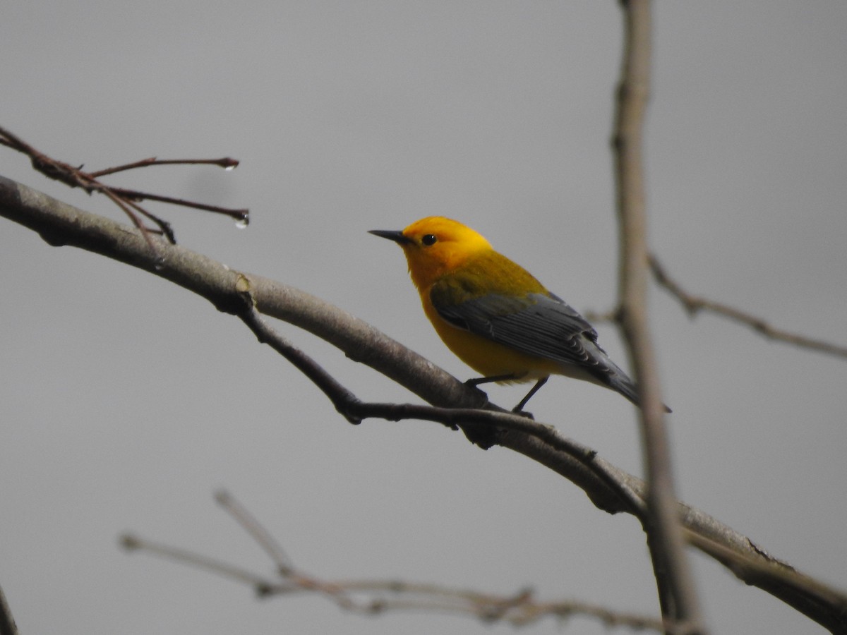 Prothonotary Warbler - ML564082021