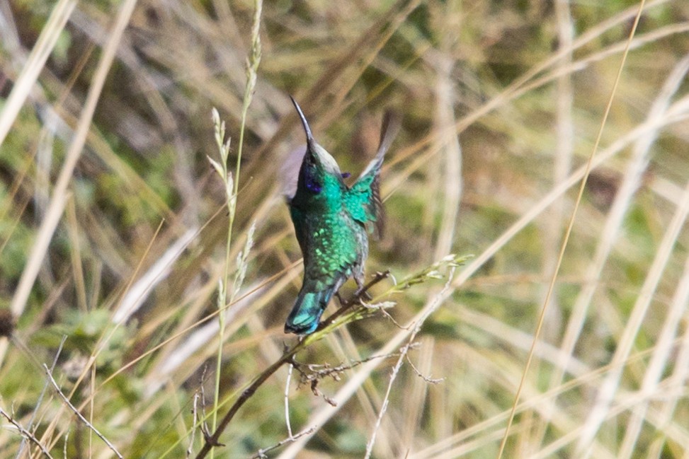 kolibřík modrolící - ML564094181