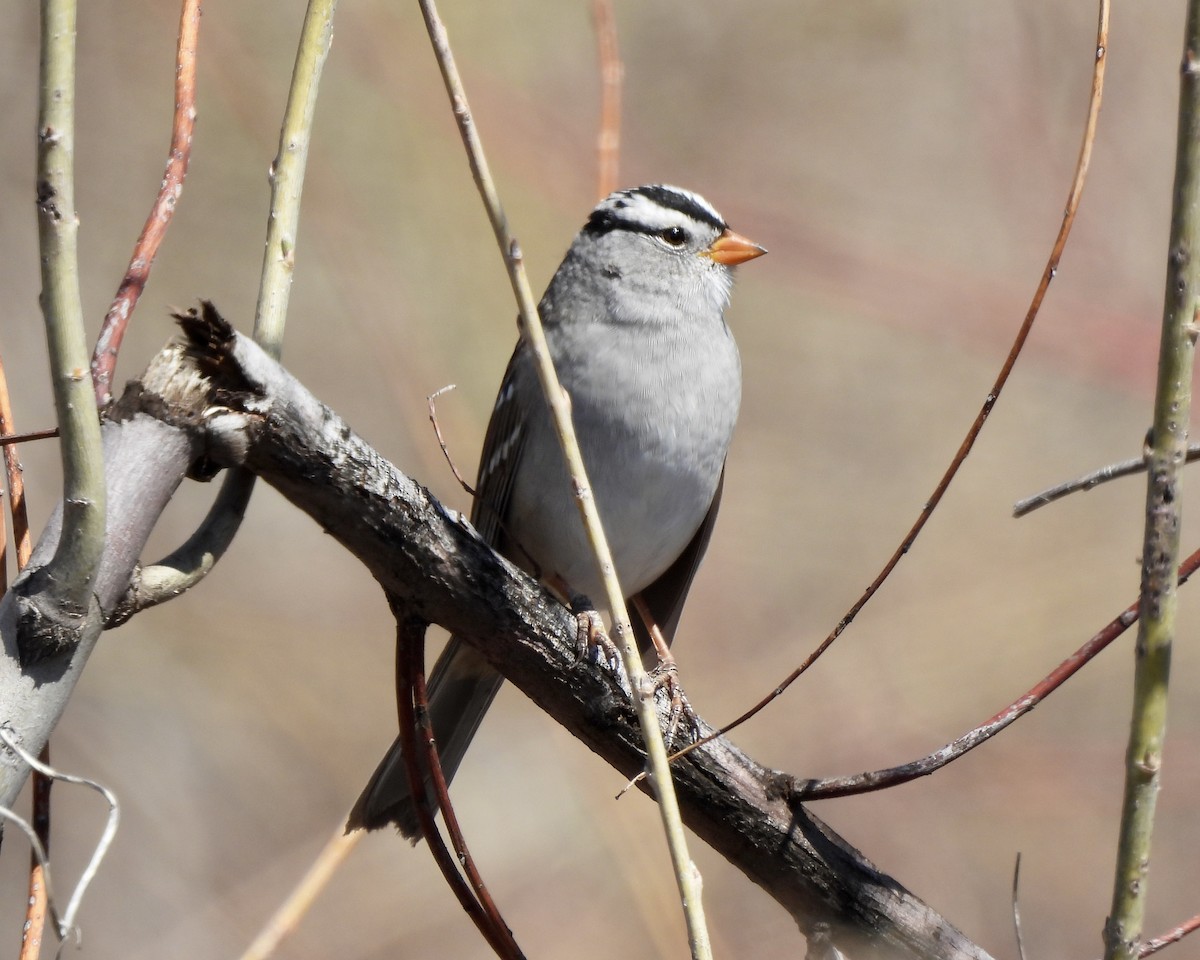 White-crowned Sparrow - ML564096781