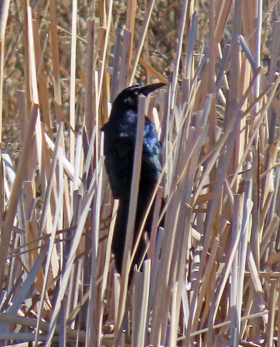 Great-tailed Grackle - ML564098351