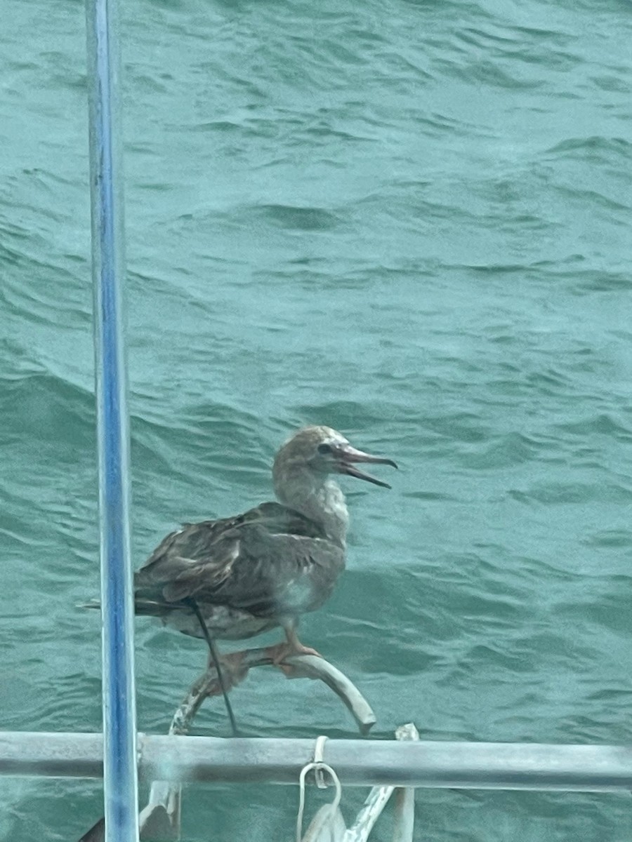 Red-footed Booby - ML564098741