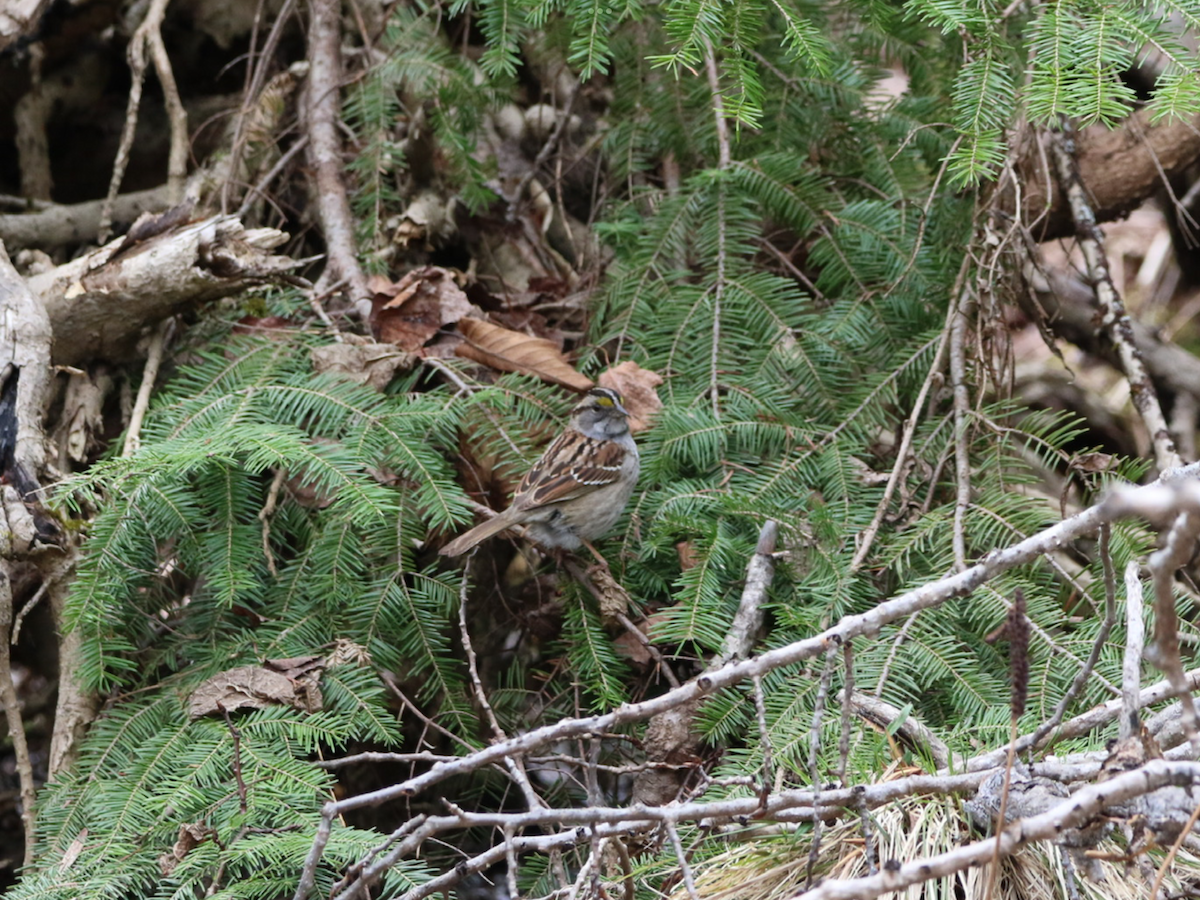 White-throated Sparrow - ML564099411
