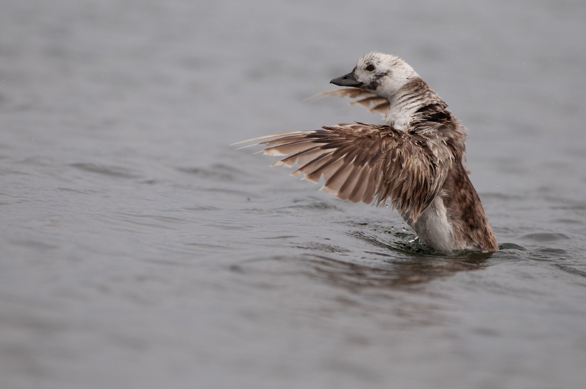 Long-tailed Duck - ML564100901