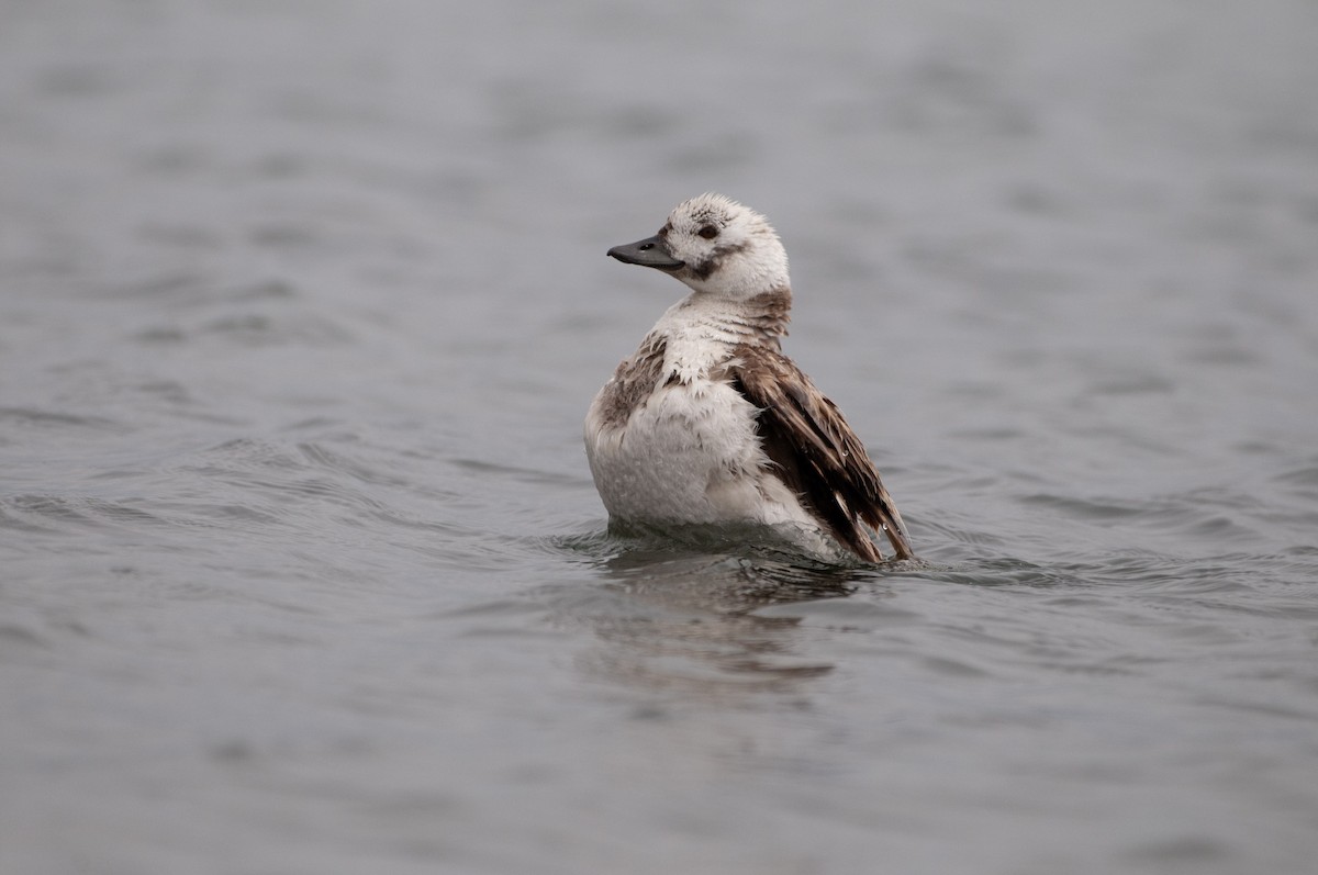 Long-tailed Duck - ML564100921