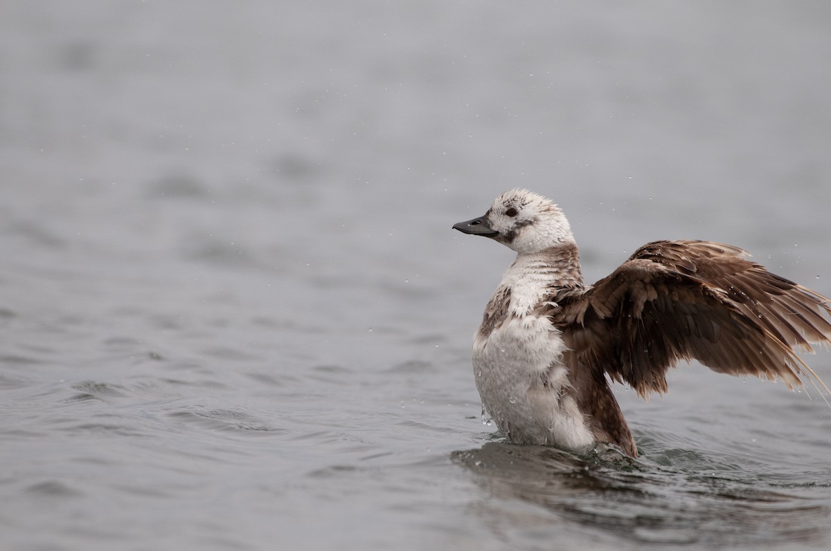 Long-tailed Duck - ML564100931