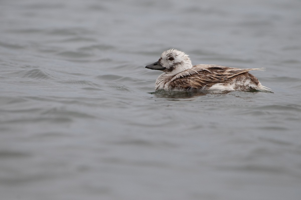 Long-tailed Duck - ML564100941