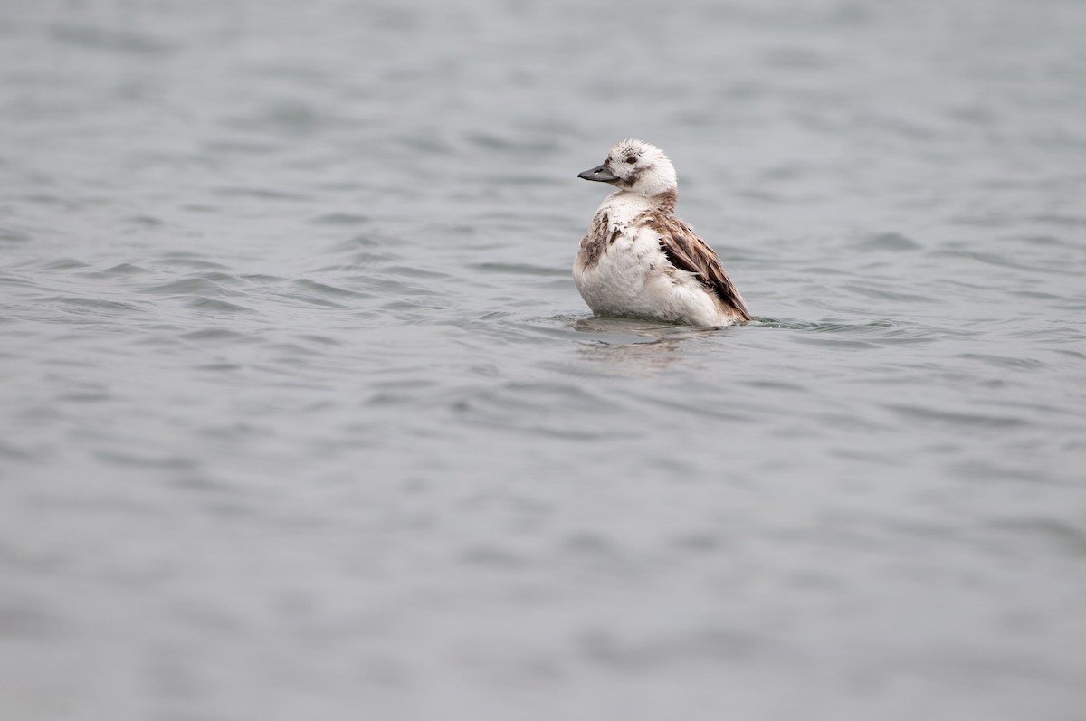 Long-tailed Duck - ML564100951