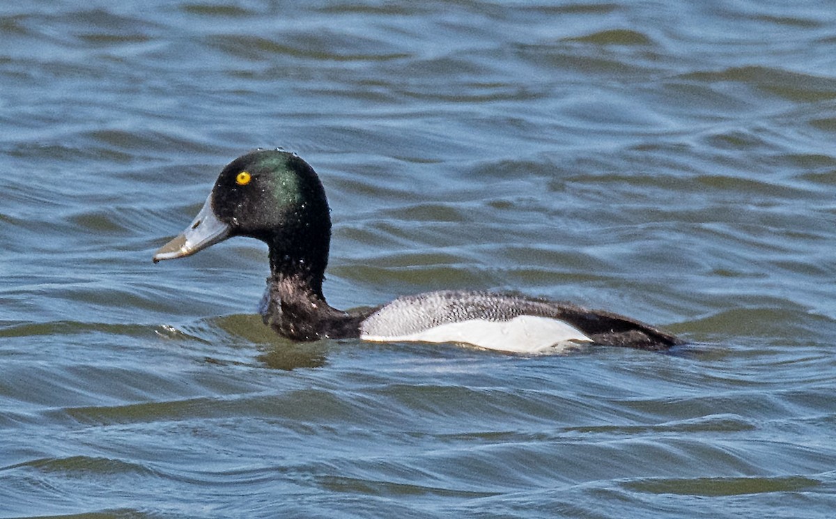 Greater Scaup - ML564102501