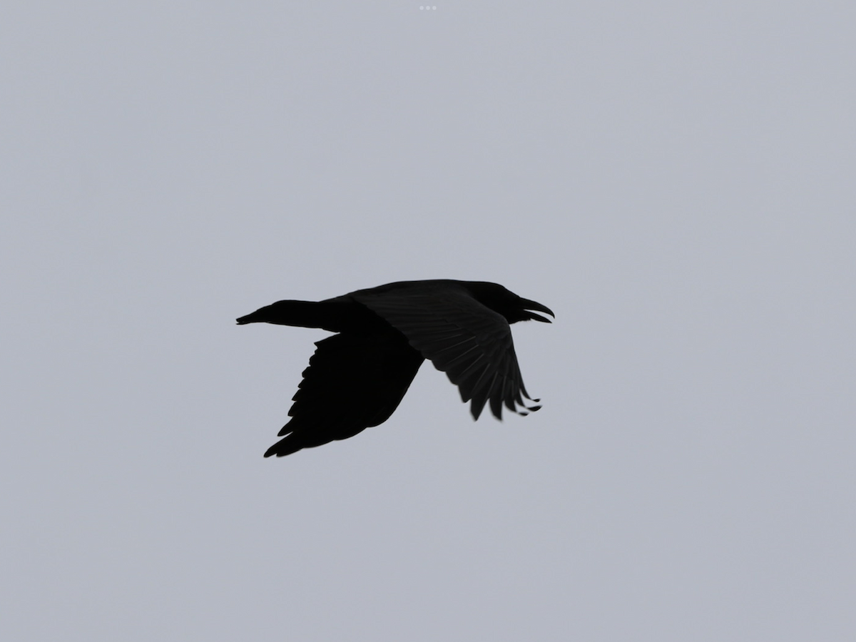 Common Raven - ML564102911