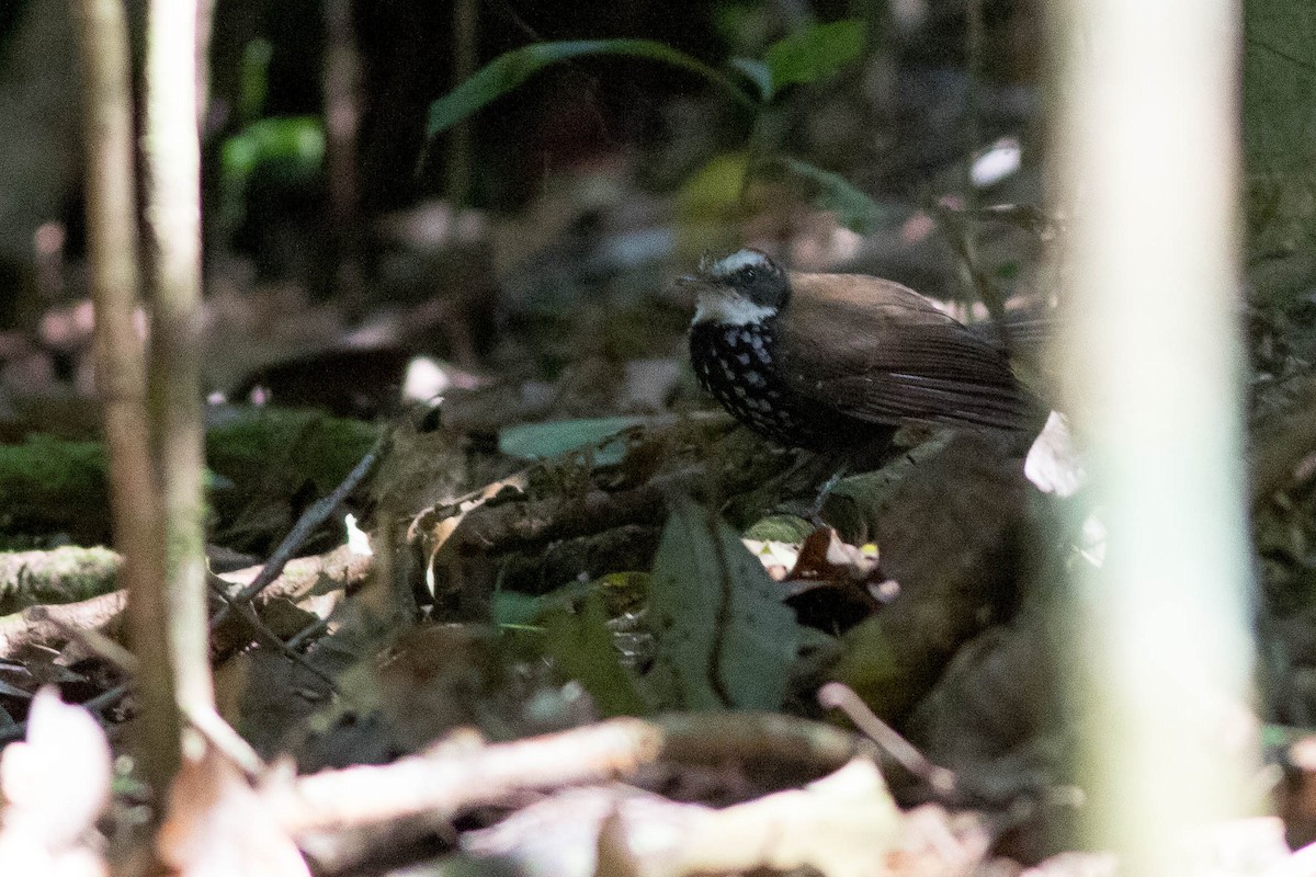 Sooty Thicket-Fantail - ML564103141