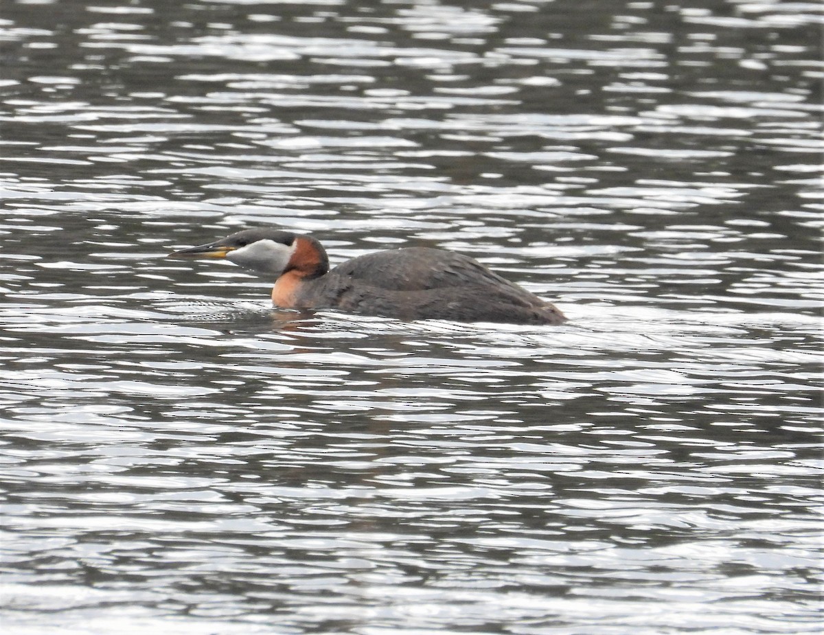 Red-necked Grebe - ML564105311