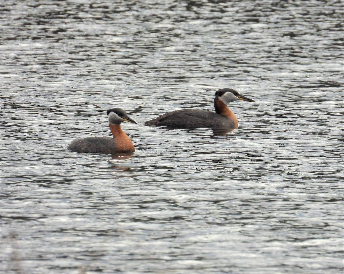 Red-necked Grebe - ML564105341