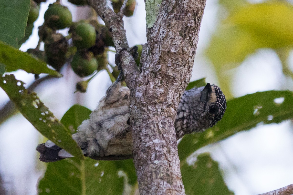 Bar-breasted Piculet - ML564107121