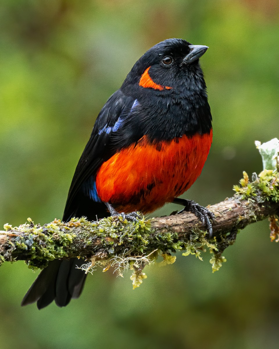 Scarlet-bellied Mountain Tanager - ML564109881