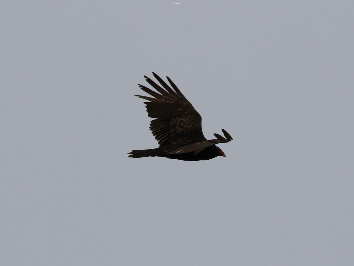 Turkey Vulture - ML564110171