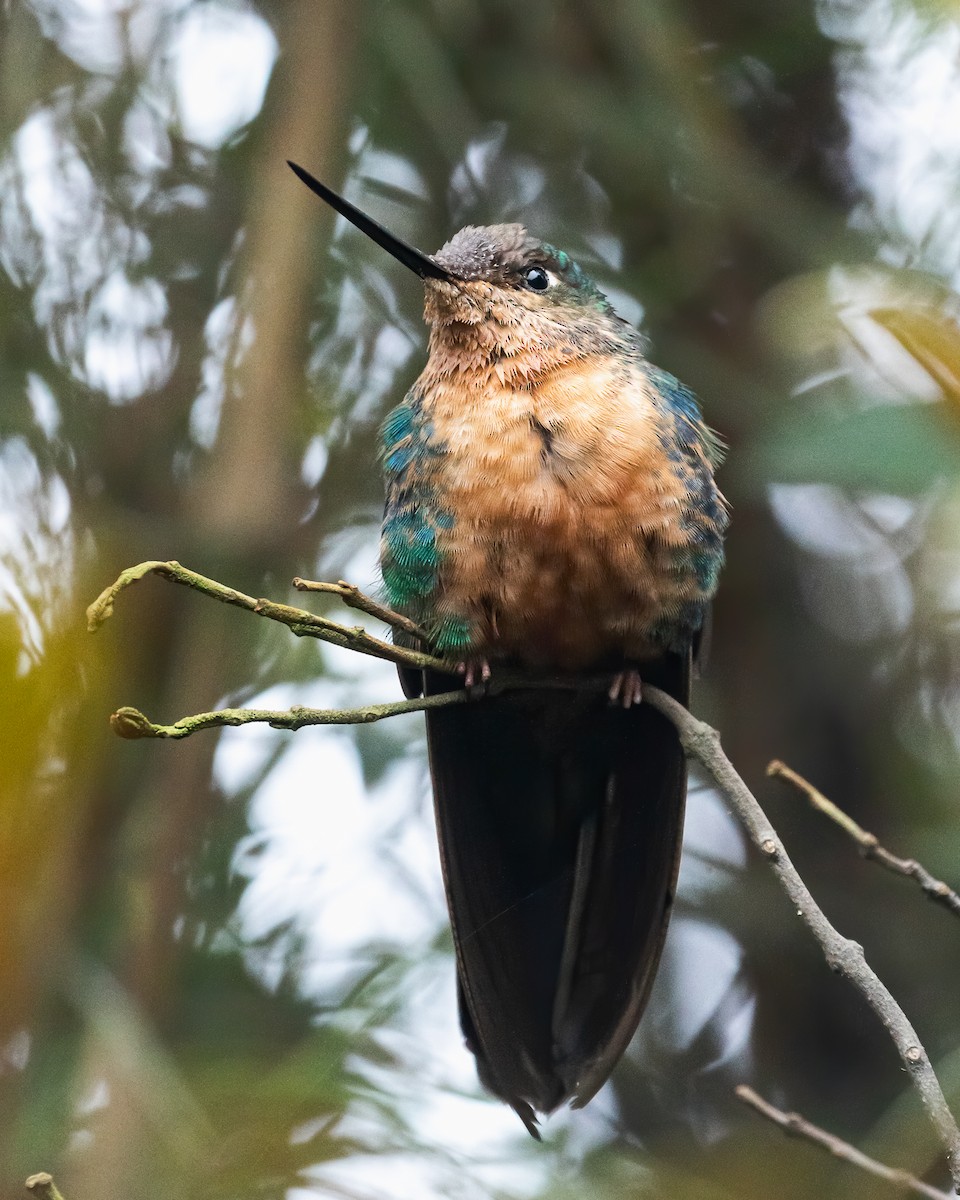 kolibřík modrokřídlý - ML564110441