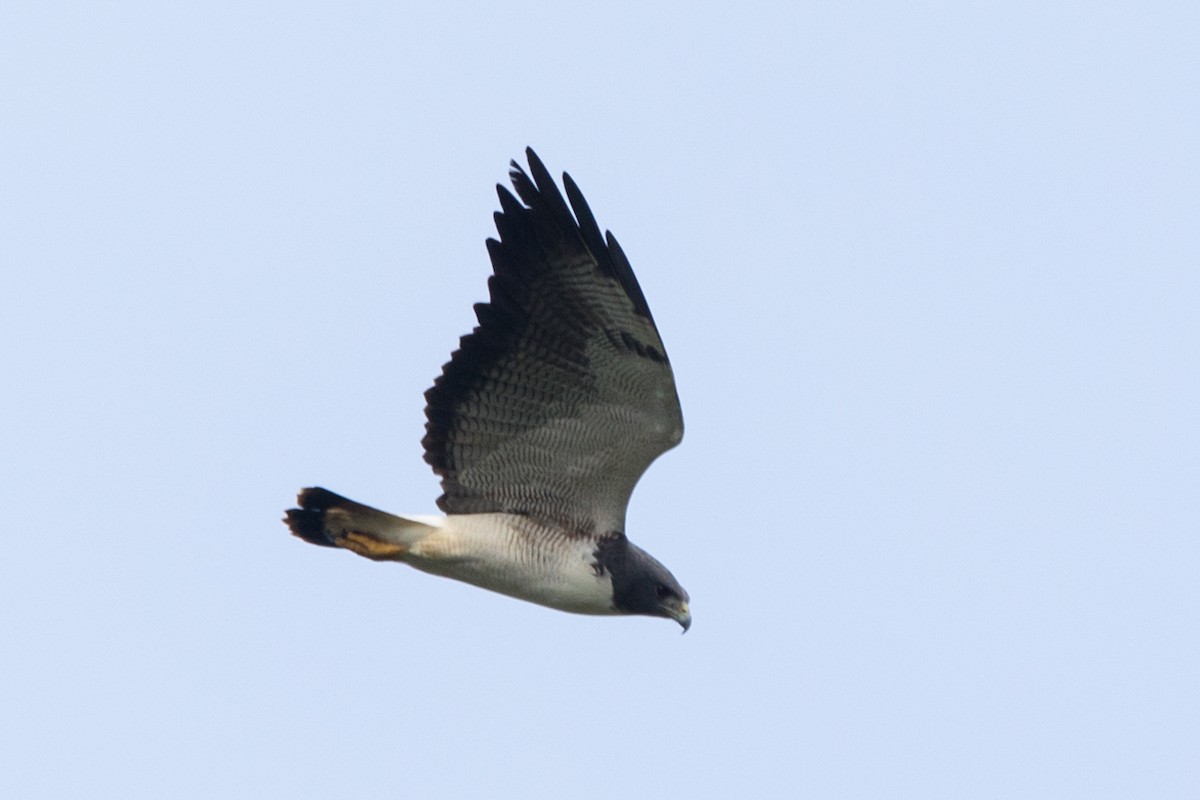 White-tailed Hawk - ML564112691
