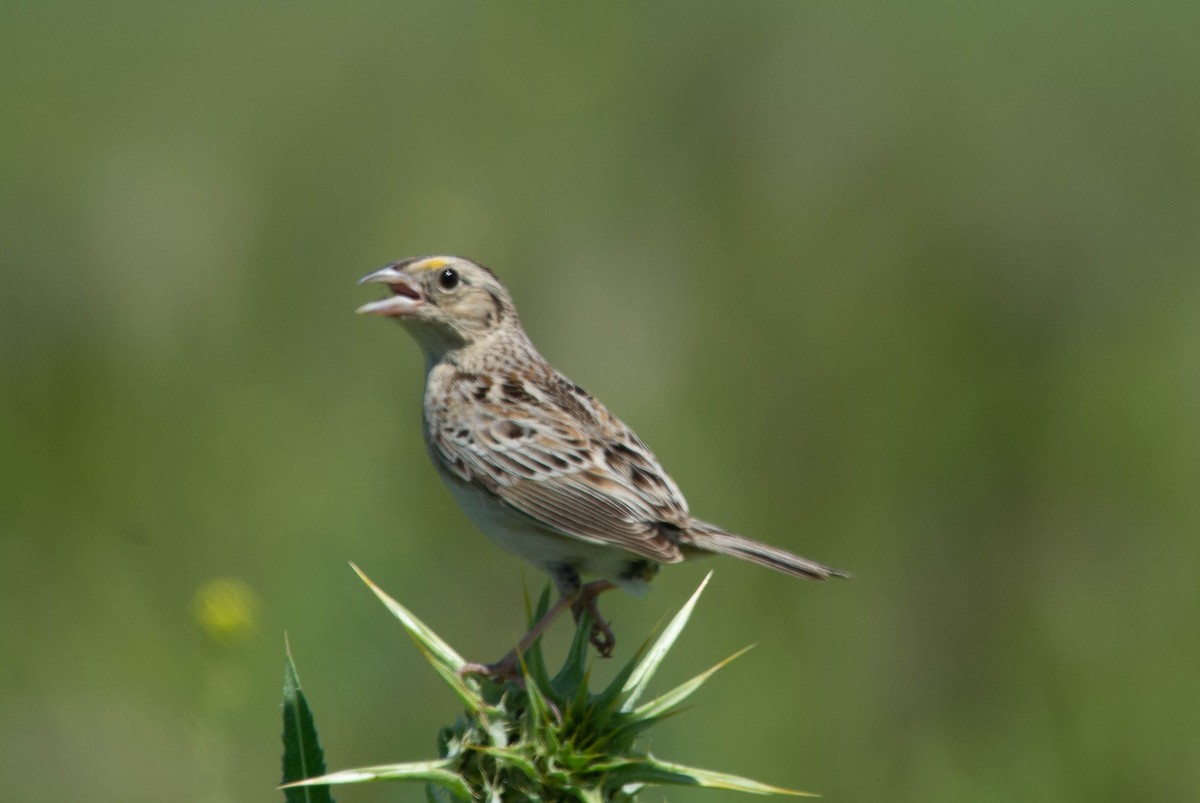 Grasshopper Sparrow - ML564113101