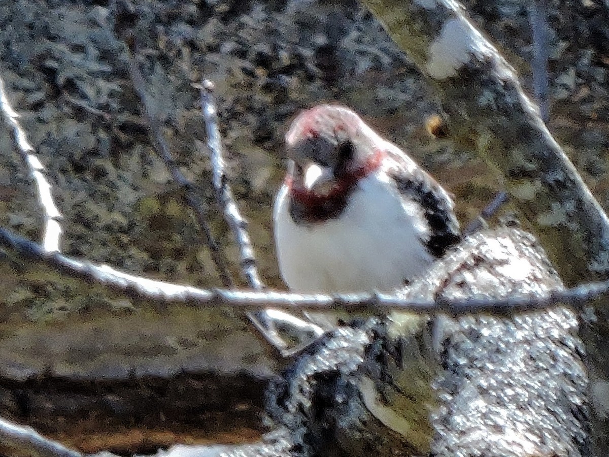 Red-headed Woodpecker - ML564126491