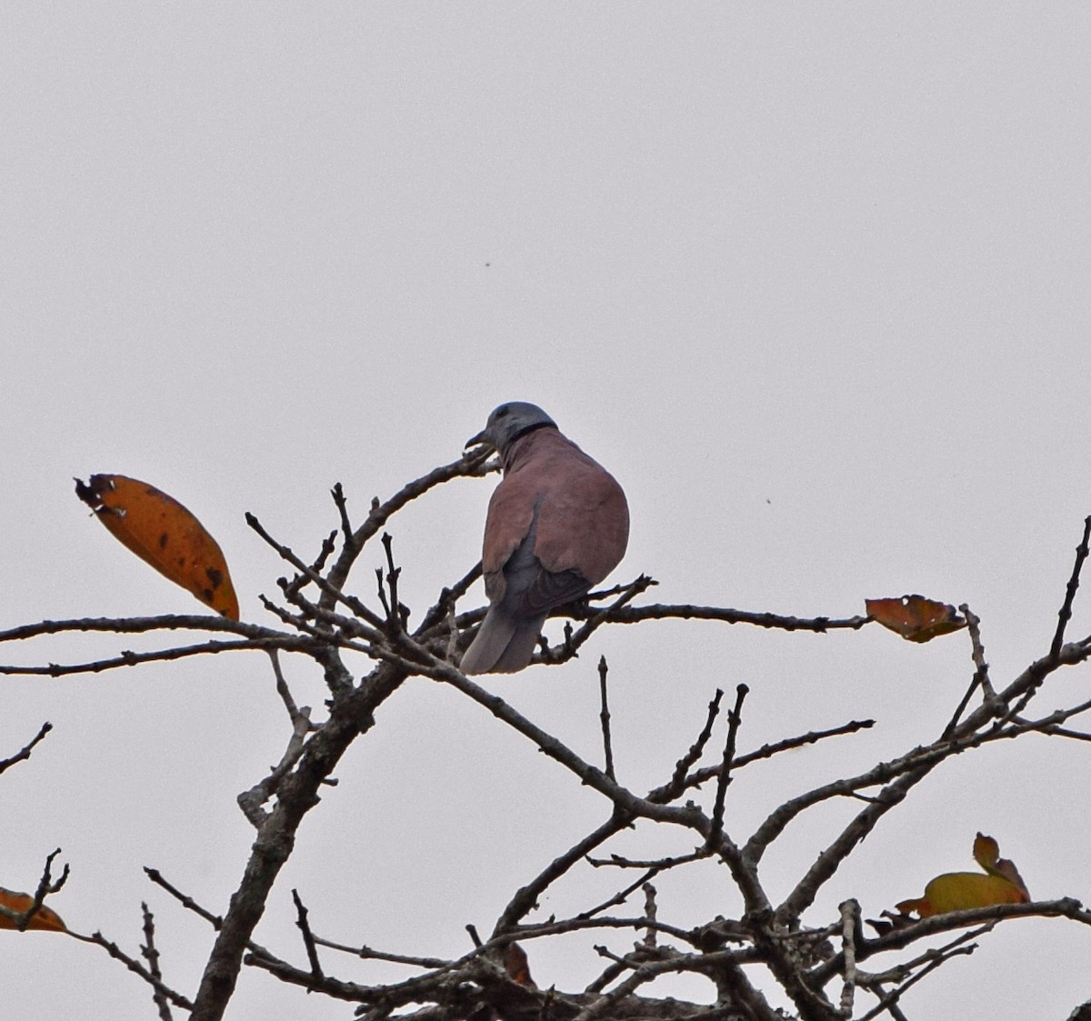 Red Collared-Dove - ML56412841