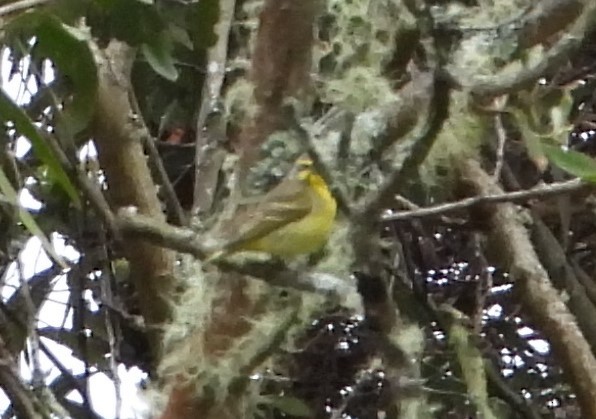Yellow-fronted Canary - ML564129341