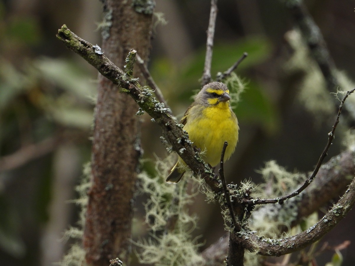 Yellow-fronted Canary - ML564129651
