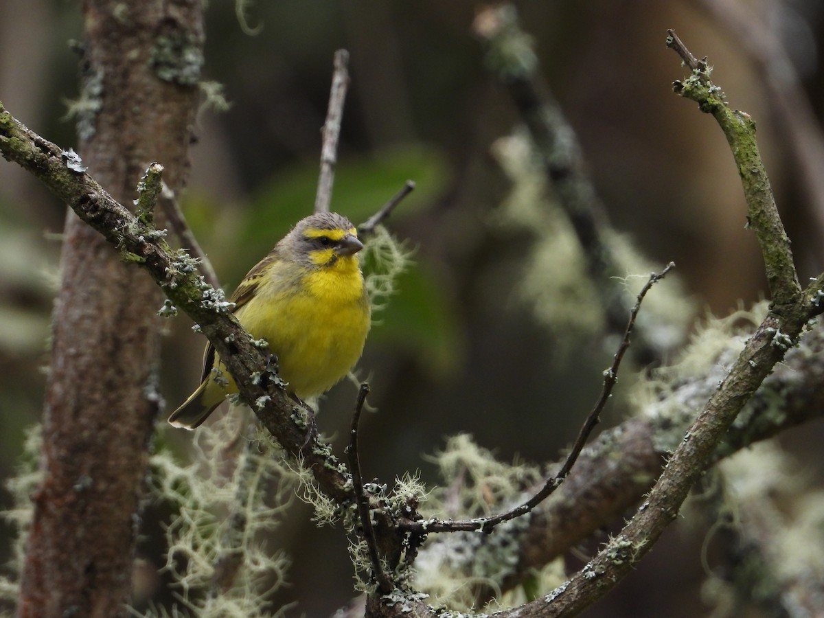 Yellow-fronted Canary - ML564129771