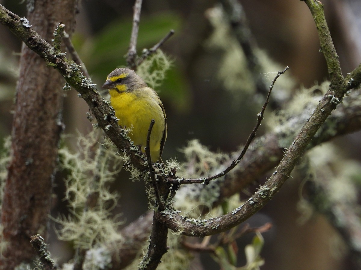 Yellow-fronted Canary - ML564129781