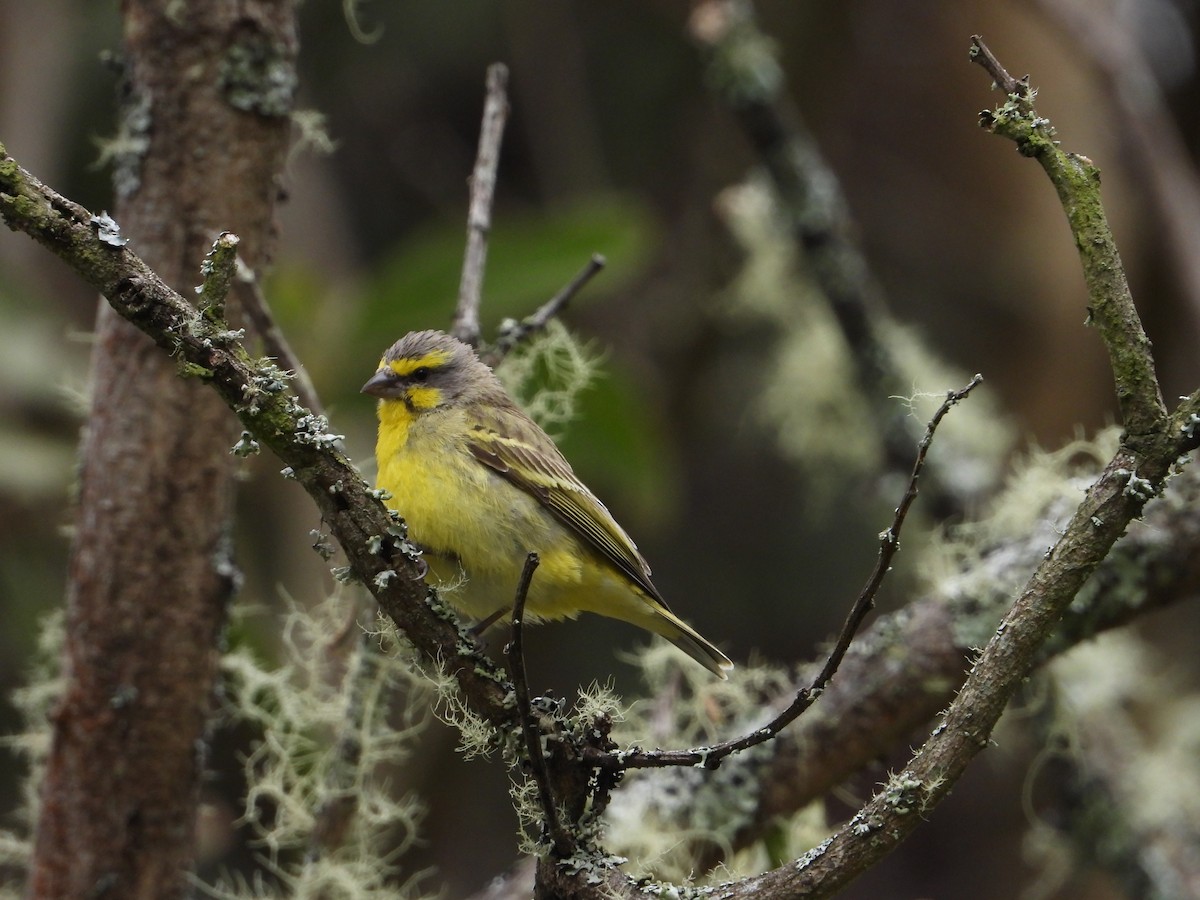 Yellow-fronted Canary - ML564129801