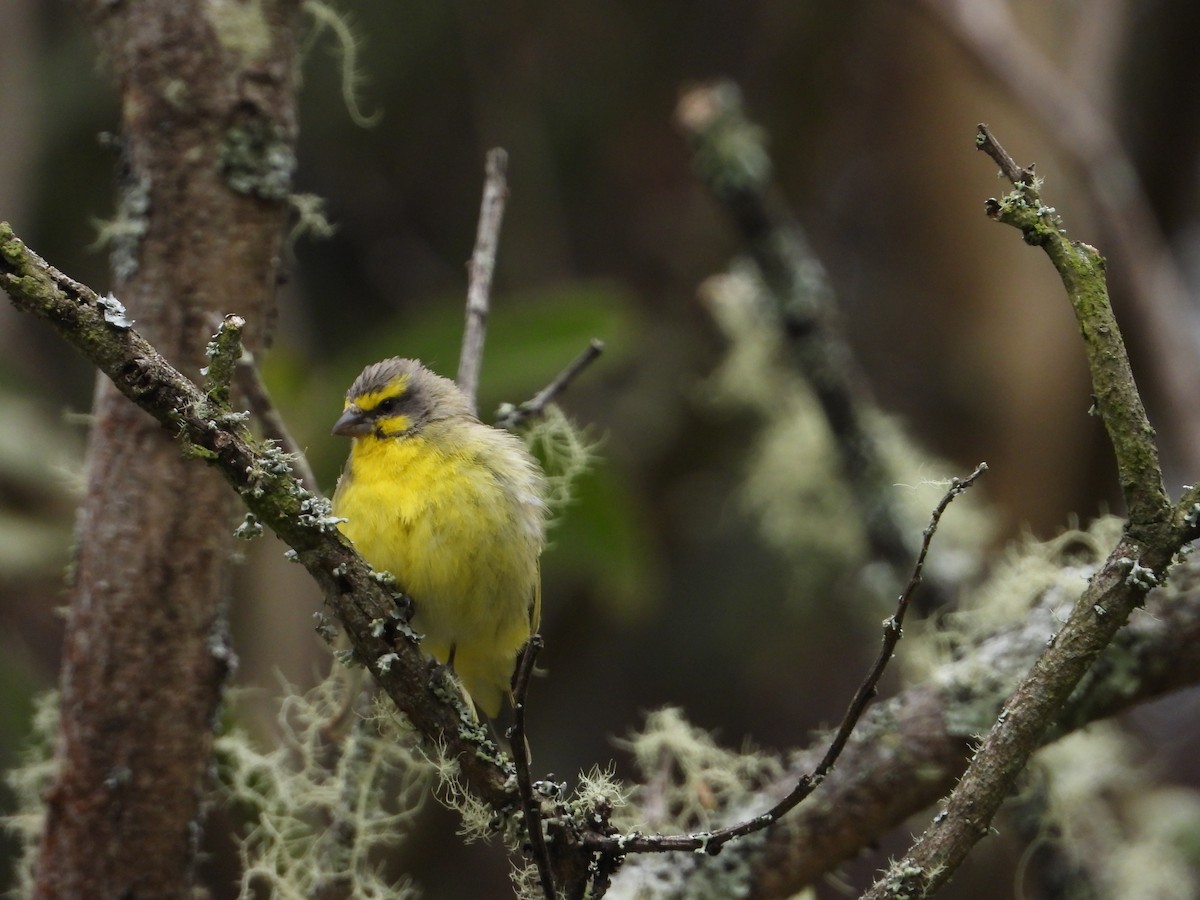 Yellow-fronted Canary - ML564129961